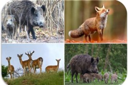 Agricoltura Sicilia, approvato il piano per la gestione della fauna selvatica. Barbagallo: «Tuteliamo le nostre produzioni nel rispetto della biodiversità»